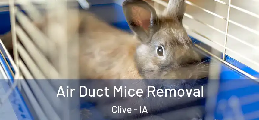  Air Duct Mice Removal Clive - IA
